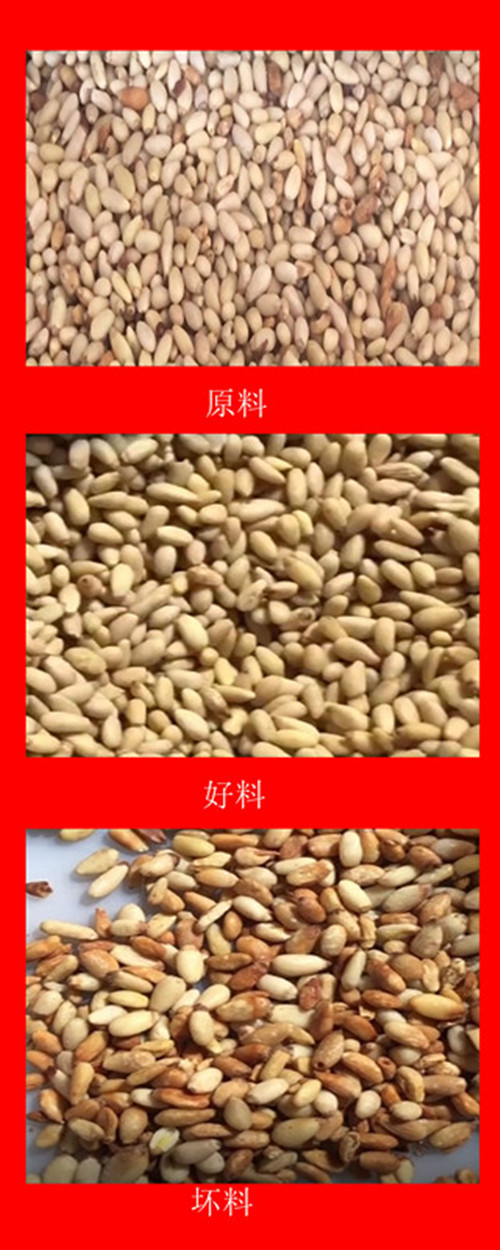 色選機(jī)使用在松子仁的加工中(圖1)