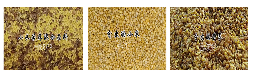 分選小米