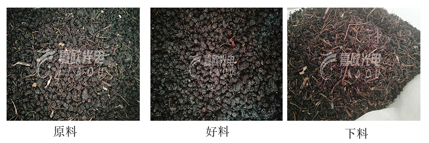 桑葚的色選