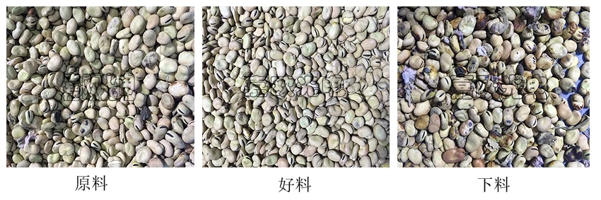 蠶豆